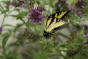 Martwick congratulates Taft Freshman Academy on pollinator garden grant
